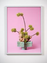 The Floozy Ginger Zingiber sp. by Ann Shelton contemporary artwork photography
