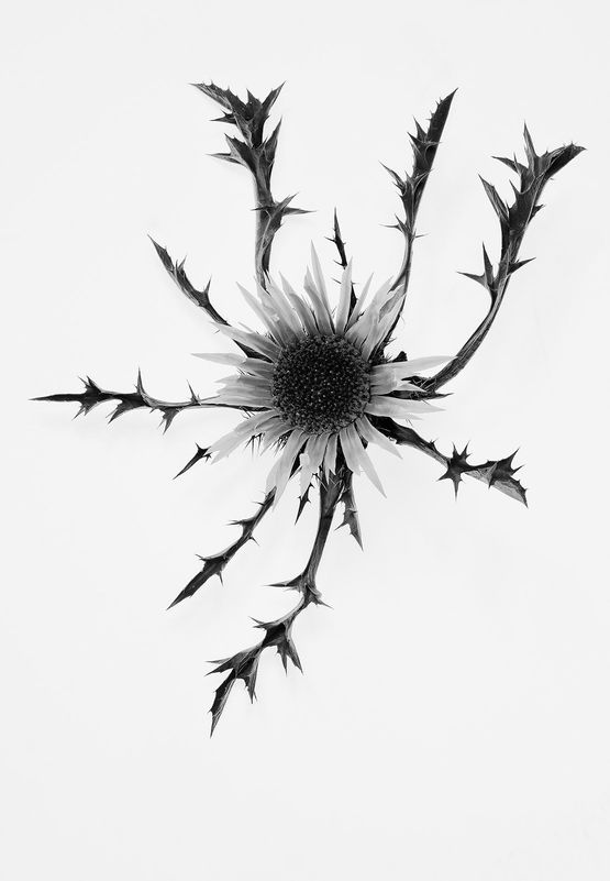 Carlina acaulis Silberdistel by Peter Mathis contemporary artwork Photography