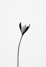 Colchicum autumnale Herbstzeitlose by Peter Mathis contemporary artwork photography