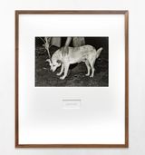 To prevent a dog from catching rabies by Maruch Santiz Gomez contemporary artwork print