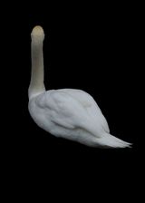 Untitled from the series Faraway so close by Heeseung Chung contemporary artwork print