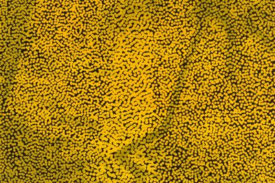 Explore Sydney Contemporary Artwork Highlights