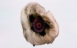 Poppy Barrs White by Irving Penn contemporary artwork Photography