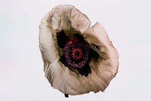 Irving Penn
