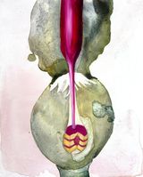 Cake in Waiting by Bianca Kennedy contemporary artwork drawing