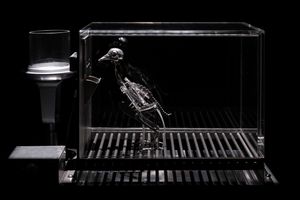 Mat Collishaw