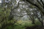 Everymans Mountain Forest  003 by Omar Al Gurg contemporary artwork Print
