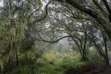 Everymans Mountain Forest  003 by Omar Al Gurg contemporary artwork print