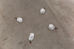 Persian Cats Alec Lucy John Michelle by Hadi Falapishi contemporary artwork Sculpture