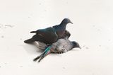 Pergam by Robert Zhao Renhui contemporary artwork photography