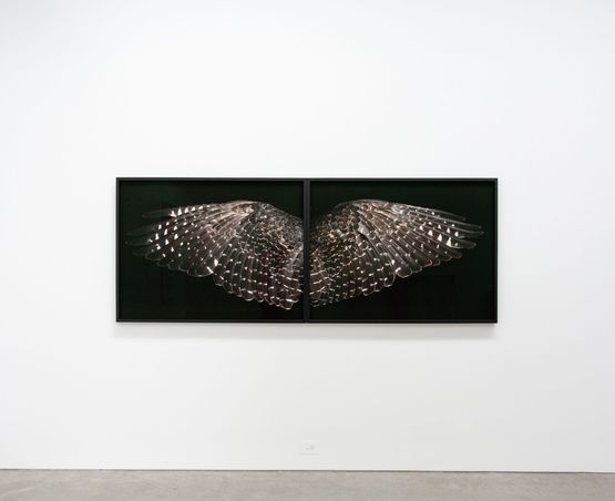Karearea Hunter Above by Fiona Pardington contemporary artwork Print