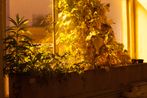 Utilplanto a by Wolfgang Tillmans contemporary artwork Photography