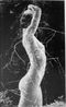 Symbiosis by Ruth Bernhard contemporary artwork Photography