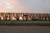 Hedge crawl  dawn  frost  cold hands  Sinderby England  4 March 2014 by Andy Goldsworthy contemporary artwork moving image