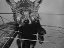 Fox by Samuel Laurence Cunnane contemporary artwork Photography