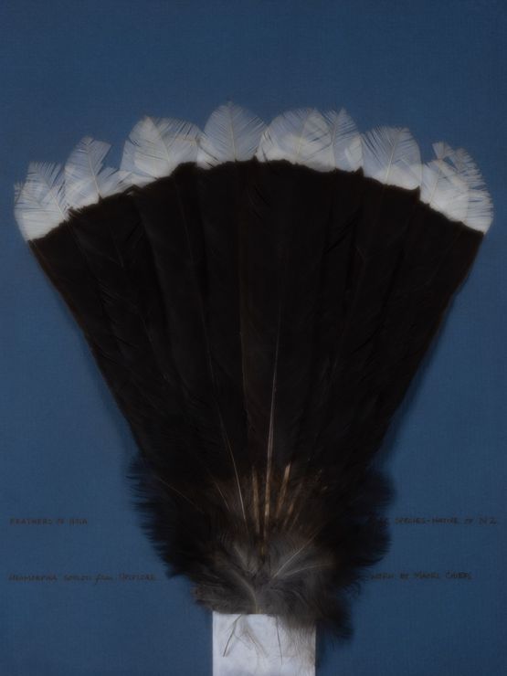 Matius Huia Feathers Te Papa by Fiona Pardington contemporary artwork Print