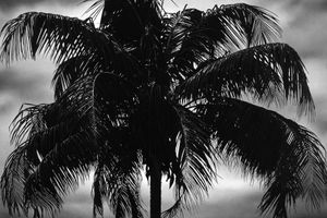 Robert Longo