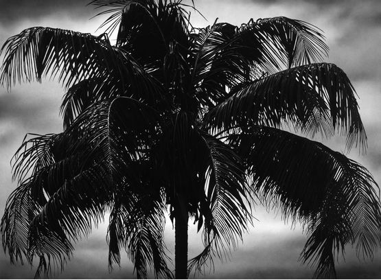 Untitled Dry Palm by Robert Longo contemporary artwork Drawing