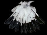 Magpie Tail below by Fiona Pardington contemporary artwork painting sculpture