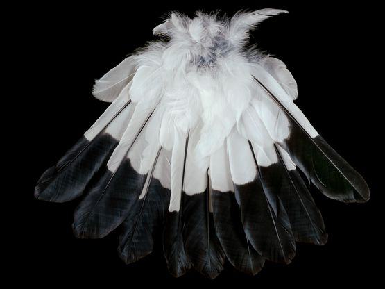 Magpie Tail below by Fiona Pardington contemporary artwork Painting