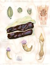 Specimen no.9 Confectionary Overexposure by Bianca Kennedy contemporary artwork drawing