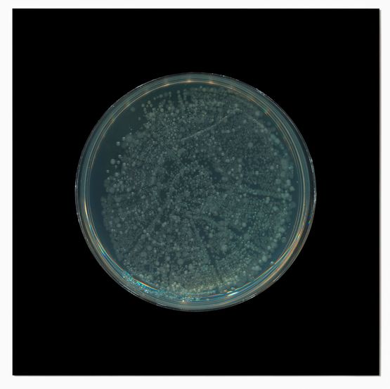 Archive of Dust British Museum Room 18 no.11 by Dane Mitchell contemporary artwork Print