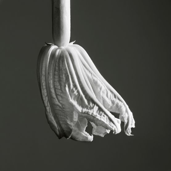 Nature - Fleur de courgette by Jean-Baptiste Huynh contemporary artwork Photography