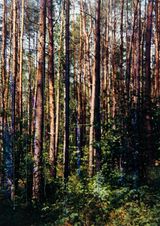 Verdeutlichung by Frank Madler contemporary artwork photography print