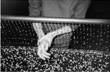 LES INDISCIPLINES  Wet by Anthony Saroufim Les Indisciplines contemporary artwork print