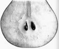Pear with Seeds A by Irving Penn contemporary artwork Photography