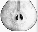 Pear with Seeds A by Irving Penn contemporary artwork photography