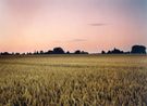 Field - Location of the front line in the Battle of Somme France by Tomoko Yoneda contemporary artwork Photography