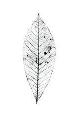 Buffy IV Leaf by Robert Zhao Renhui contemporary artwork painting print