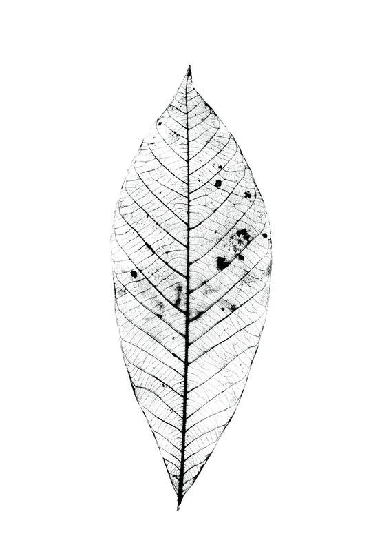 Buffy IV Leaf by Robert Zhao Renhui contemporary artwork Painting