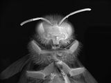 Dead Bee Portrait 14 by Anne Noble contemporary artwork photography