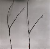 Whispers of Trees - Cercis Zhao Yiguang by Chu Chu contemporary artwork photography works on paper