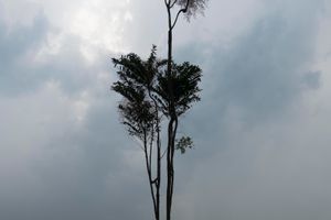 Hu Jieming
