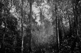Christmas Island Pipistrelle by Robert Zhao Renhui contemporary artwork photography