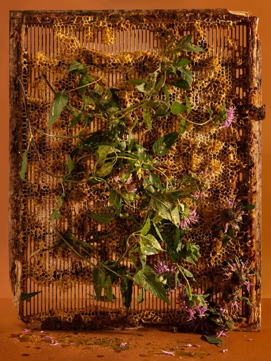 The queen excluder bergamot bergamont bee balm wild bergamot number six oswego tea horsemint by Ann Shelton contemporary artwork Print