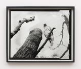 Twelfth beast by Gerard Byrne contemporary artwork photography