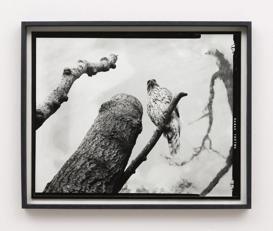 Twelfth beast by Gerard Byrne contemporary artwork Photography