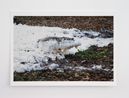 Fffffffffffffffff one  by Paola Pivi contemporary artwork Print