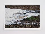 Fffffffffffffffff one  by Paola Pivi contemporary artwork print