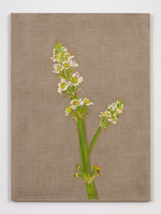 Flor Flower by Marcia Schvartz contemporary artwork Painting