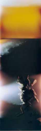 Bruissement 11 by Anne Noble contemporary artwork photography